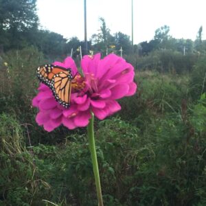 LichtHeilerAusbildung "Heiler1"